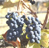 Pinot Noir